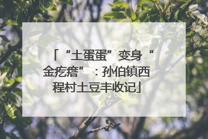 “土蛋蛋”变身“金疙瘩”：孙伯镇西程村土豆丰收记