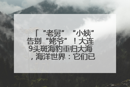 “老舅”“小姨”告别“姥爷”！大连9头斑海豹重归大海，海洋世界：它们已具备野外生存能力