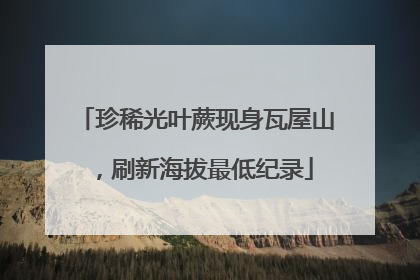 珍稀光叶蕨现身瓦屋山，刷新海拔最低纪录
