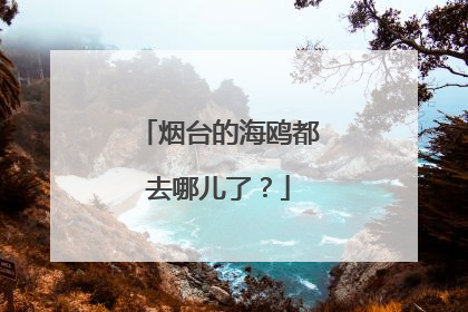 烟台的海鸥都去哪儿了？
