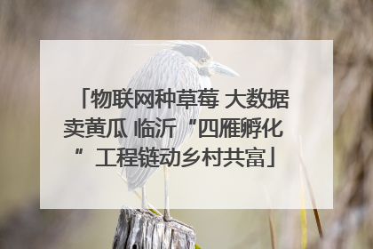 物联网种草莓 大数据卖黄瓜 临沂“四雁孵化”工程链动乡村共富