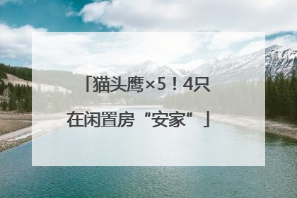 猫头鹰×5！4只在闲置房“安家”