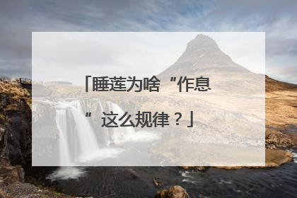 睡莲为啥“作息”这么规律？