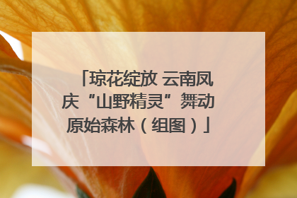 琼花绽放 云南凤庆“山野精灵”舞动原始森林（组图）