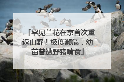 罕见兰花在京首次重返山野！极度濒危，幼苗曾遭野猪啃食