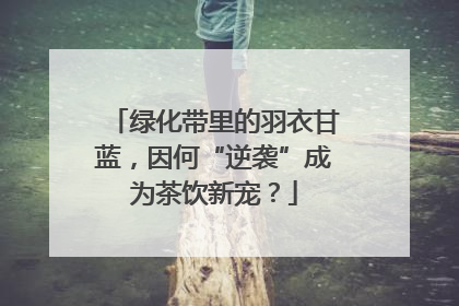 绿化带里的羽衣甘蓝，因何“逆袭”成为茶饮新宠？