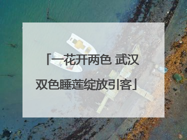 一花开两色 武汉双色睡莲绽放引客
