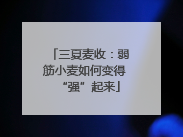 三夏麦收：弱筋小麦如何变得“强”起来