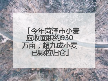 今年菏泽市小麦应收面积约930万亩，超九成小麦已颗粒归仓