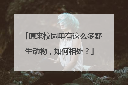 原来校园里有这么多野生动物，如何相处？