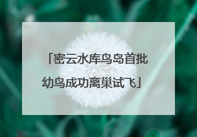 密云水库鸟岛首批幼鸟成功离巢试飞