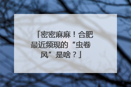 密密麻麻！合肥最近频现的“虫卷风”是啥？