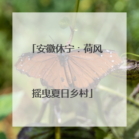 安徽休宁：荷风摇曳夏日乡村
