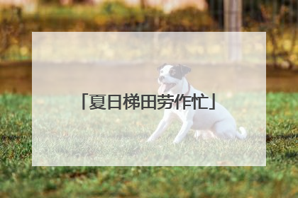 夏日梯田劳作忙