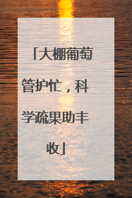 大棚葡萄管护忙，科学疏果助丰收