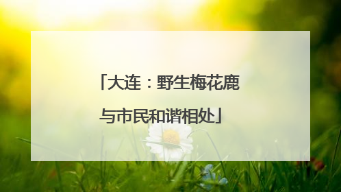 大连：野生梅花鹿与市民和谐相处