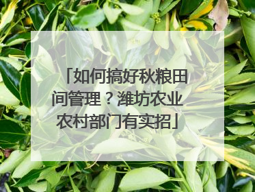 如何搞好秋粮田间管理？潍坊农业农村部门有实招