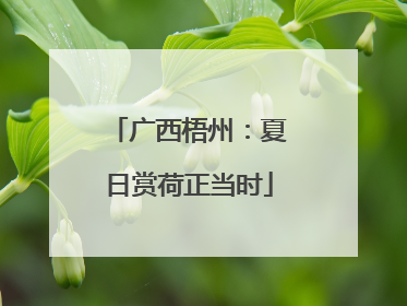 广西梧州：夏日赏荷正当时