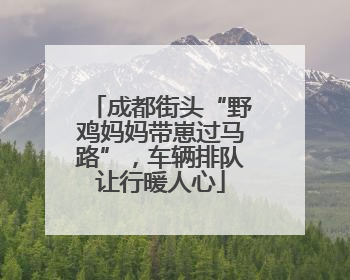 成都街头“野鸡妈妈带崽过马路”，车辆排队让行暖人心