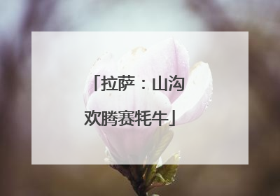 拉萨：山沟欢腾赛牦牛