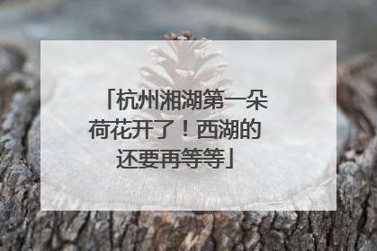 杭州湘湖第一朵荷花开了！西湖的还要再等等