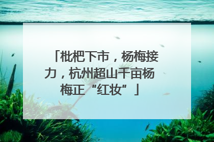 枇杷下市，杨梅接力，杭州超山千亩杨梅正“红妆”