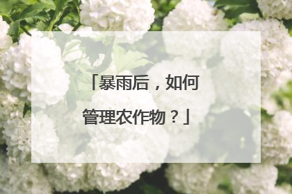 暴雨后，如何管理农作物？