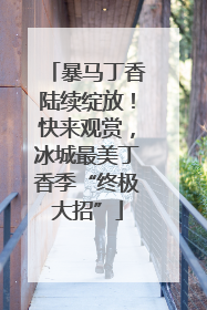 暴马丁香陆续绽放！快来观赏，冰城最美丁香季“终极大招”