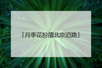月季花扮靓北京道路