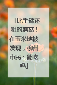 比手臂还粗的蘑菇！在玉米地被发现，柳州市民：能吃吗