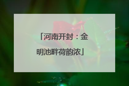 河南开封：金明池畔荷韵浓