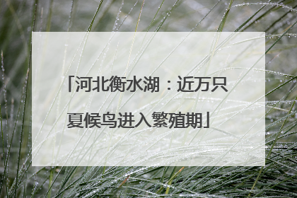河北衡水湖：近万只夏候鸟进入繁殖期