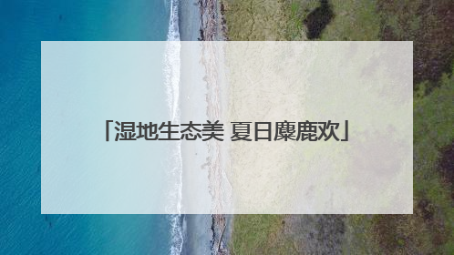 湿地生态美 夏日麋鹿欢