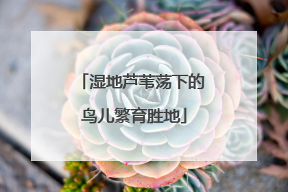 湿地芦苇荡下的鸟儿繁育胜地