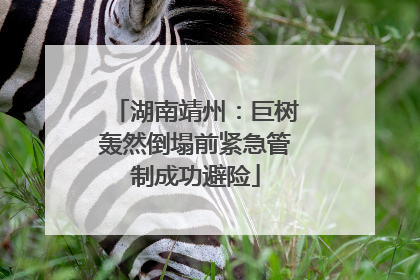 湖南靖州：巨树轰然倒塌前紧急管制成功避险
