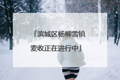 滨城区杨柳雪镇麦收正在进行中