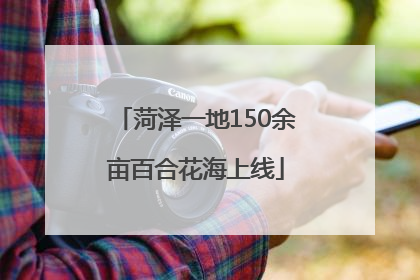 菏泽一地150余亩百合花海上线