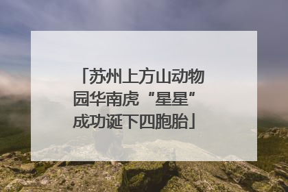 苏州上方山动物园华南虎“星星”成功诞下四胞胎