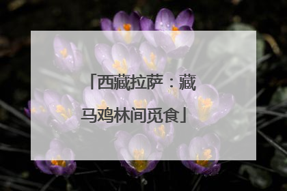 西藏拉萨：藏马鸡林间觅食