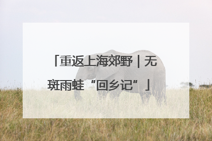 重返上海郊野｜无斑雨蛙“回乡记”