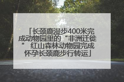长颈鹿漫步400米完成动物园里的“非洲迁徙” 红山森林动物园完成怀孕长颈鹿步行转运