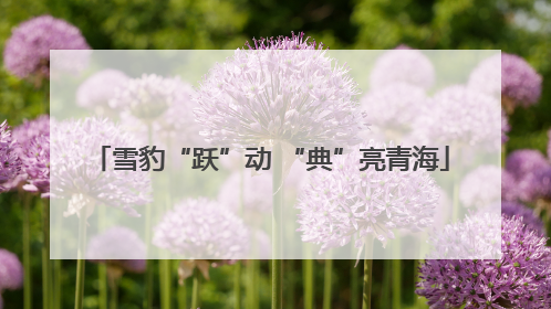 雪豹“跃”动 “典”亮青海