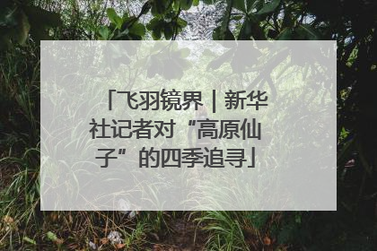 飞羽镜界｜新华社记者对“高原仙子”的四季追寻
